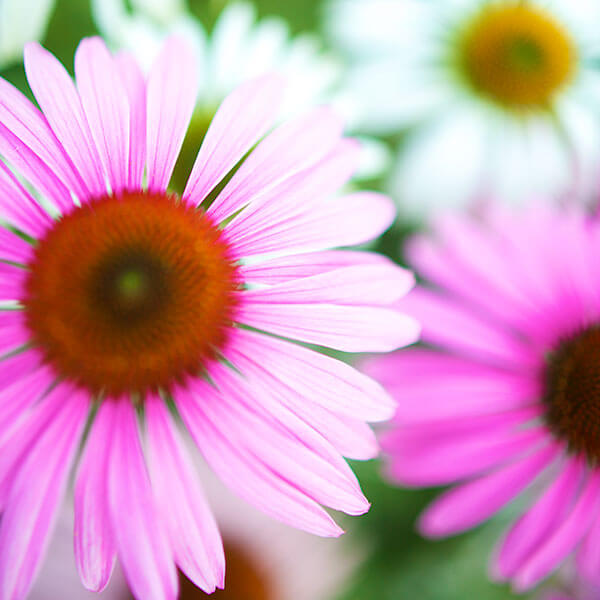 Grief and Loss: How to Comfort the Grieving