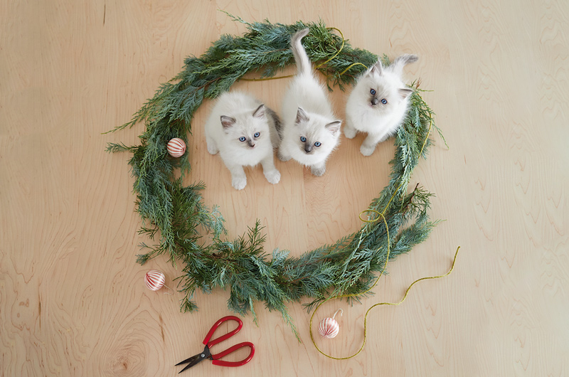 Three seal point Siamese kittens sitting in the center of an evergreen wreath that's been laid on the floor.