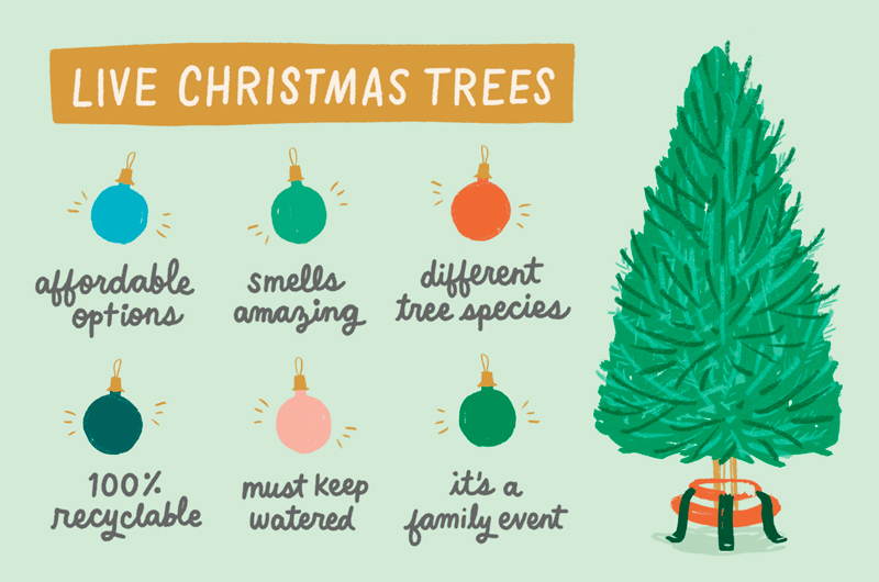An illustration that lays out the main points of getting a live tree for Christmas.