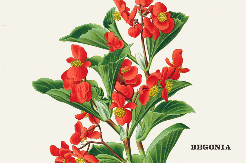 A vintage botanical print of a begonia.