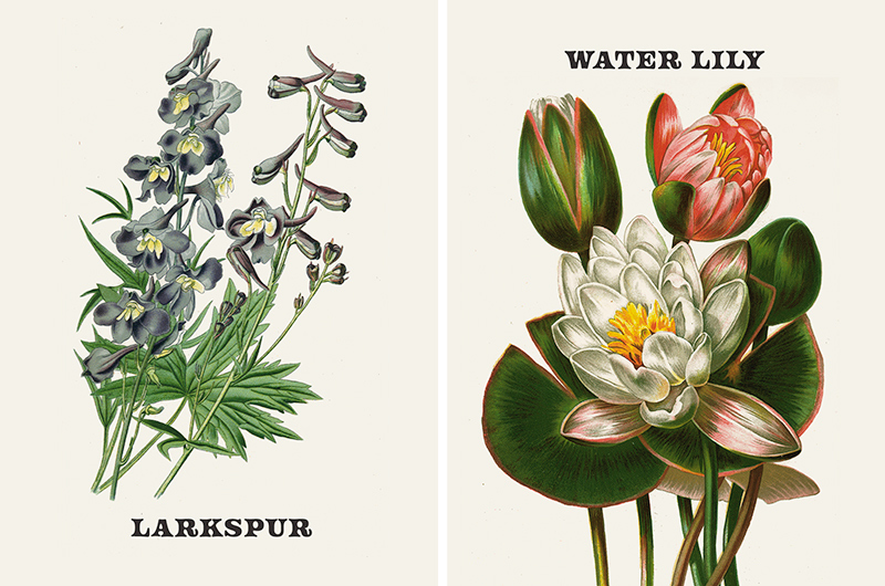 Vintage botanical prints of July birth flowers larkspur and water lily.